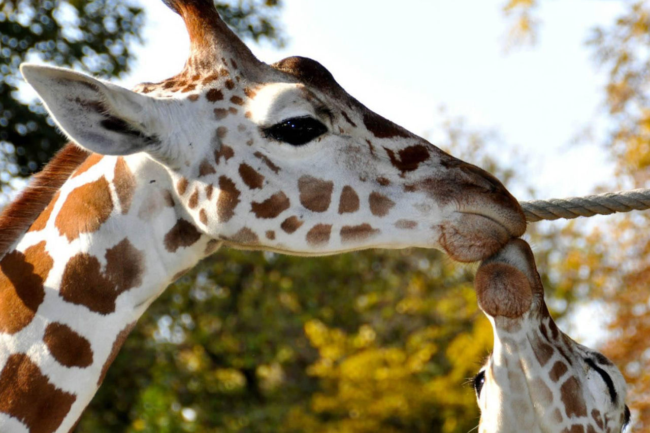 Dierenpark van Bouillon